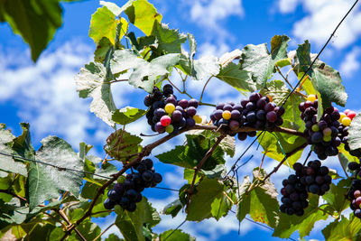 Bunches of vitis labrusca grapes in the process of ripening in a grape cultivation 