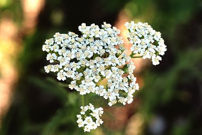 Close-up of white flowering plant
