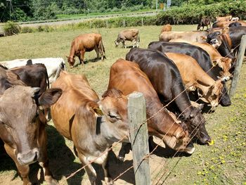 Horses in a field