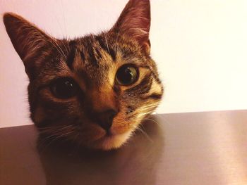 Close-up portrait of cat