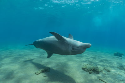 Fish swimming in sea