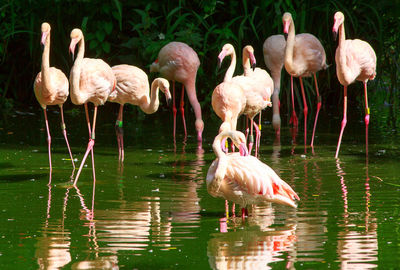 Flamingoes in a lake