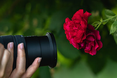 Close-up of hand holding red rose