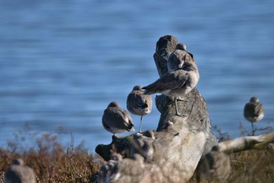 Ducks on rock in sea