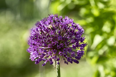 Close-up of purple flowering plant