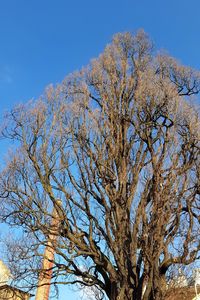 Low angle view of bare tree against clear blue sky