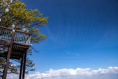 Low angle view of tree against sky