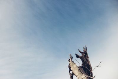 Low angle view of damaged tree against sky