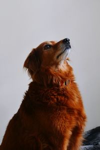 Close-up of dog sitting against white background