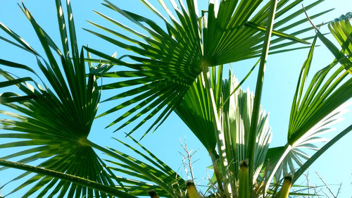 Low angle view of palm trees