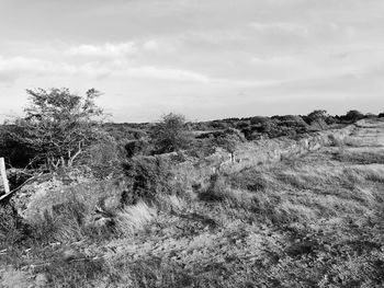 Plants growing on land against sky