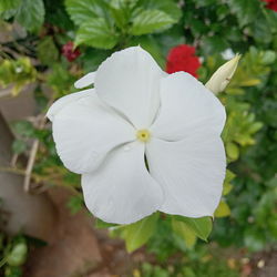 Close-up of white flowering plant