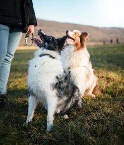 Side view of dogs standing on field font of a men