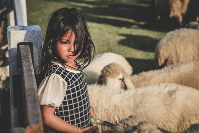 High angle view of girl standing by sheep