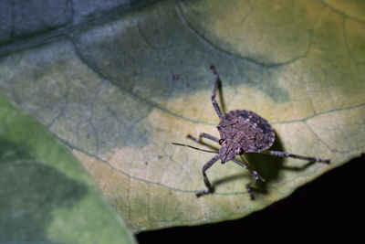 Close-up of spider