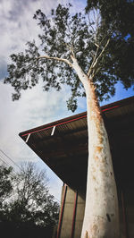 Low angle view of tree by building against sky