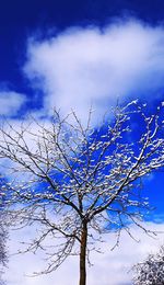 Low angle view of bare trees against sky