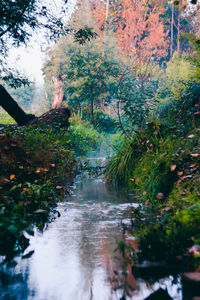 Scenic view of trees