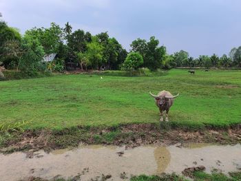 View of a horse on field