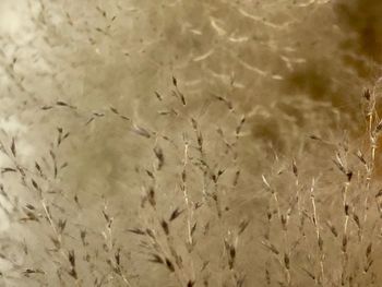 Full frame shot of crops on field