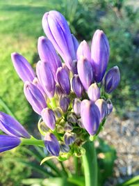 Close-up of purple crocus blooming outdoors