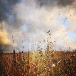 Scenic view of field against sky