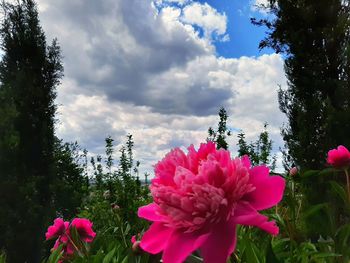 Close-up of pink flowering plants against cloudy sky