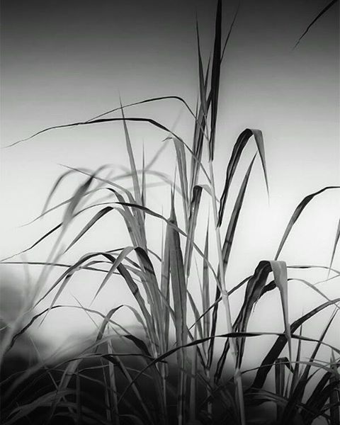 growth, low angle view, plant, close-up, nature, sky, stem, clear sky, no people, outdoors, day, growing, focus on foreground, sunlight, grass, beauty in nature, field, fragility, leaf, white color