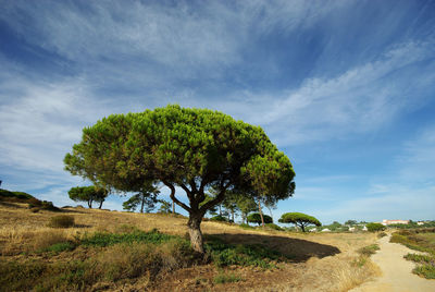 An old pine tree in the middle of the formosa natural reserve area, algarve, portugal