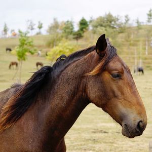 Side view of horse on field