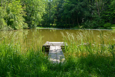 Scenic view of lake in forest