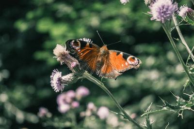 Close-up of butterfly pollinating on flower