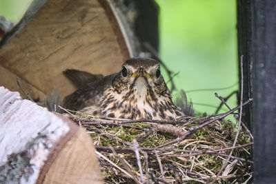 Close-up of bird perching on nest