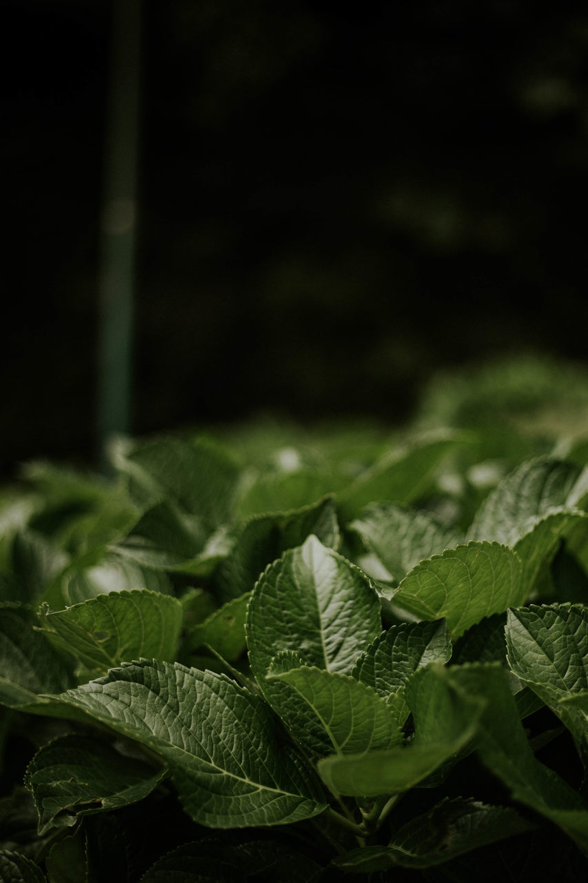 CLOSE-UP OF GREEN LEAVES