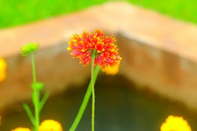 Close-up of orange flowering plant