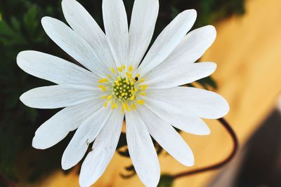 Close-up of white flower