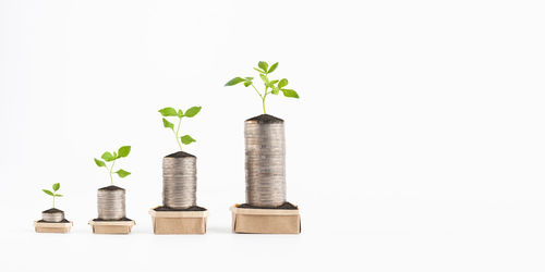 Close-up of potted plant against white background