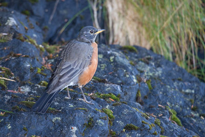 Close-up of bird perching on rock