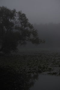 Scenic view of lake by trees against sky