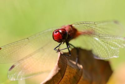 Close-up of damselfly on leaf