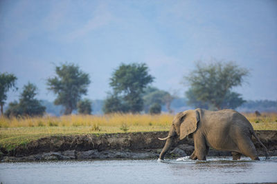 Side view of elephant on field against sky