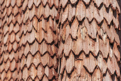 Full frame shot of patterned tree trunk