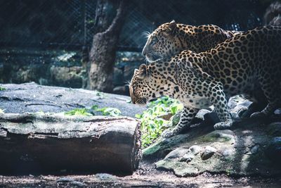 View of 2 leopards on at zoo