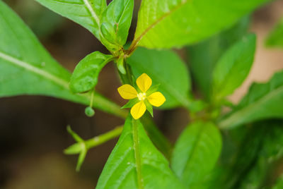 Close-up of small flower growing on plant