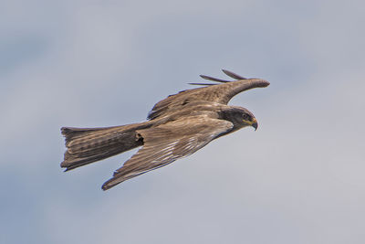 Low angle view of kite flying against sky on sunny day