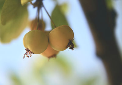 Close-up of fruits on tree