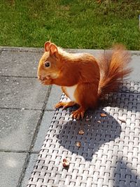 Close-up of squirrel on cobblestone