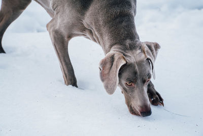 Close-up of weimaraner on snow