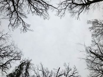 Low angle view of bare trees against sky