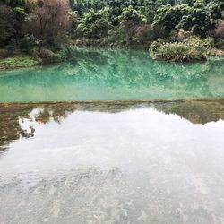 Reflection of trees in water